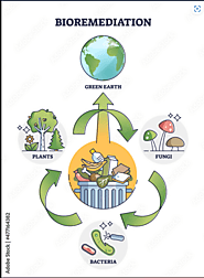 A bioremediation process of Pseudomonas putida breaking down pollutants.