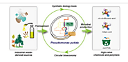 An industrial application of Pseudomonas putida
