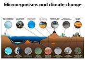 Microbial Conservation