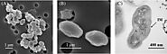 Figure 1: Microscopic visualization of Nitrosomonas europaea and its environmental interactions.