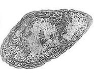 Figure 3: Electron micrograph of Nitrosomonas europaea, showing its cellular structure and outer membrane.