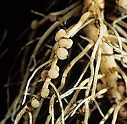 Figure 1: The picture displays its environment Rhizobium root nodules where the bacteria is found