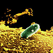 A bacterium Rhizobium leguminosarum photography viewed under the microscope