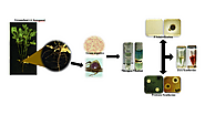 The Genetic engineering and bioprospecting of the bacterium
