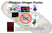 Rhizobium Pathway in nitrogen fixation as a positive impact on the environment