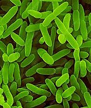 Pseudomonas Fluorescens pigmentation.