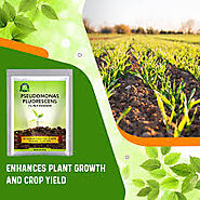 Pseudomonas Flourescens Application in Agriculture