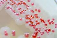 Why I chose Serratia Marcescens