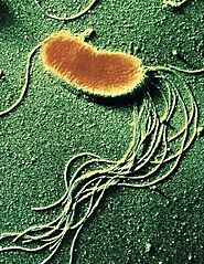 Classification of Geobacter sulfurreducens