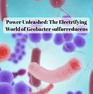 What makes G.sulfurreducens special?
