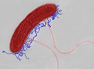 Colourized transmission electron micrograph of Geobacter sulfurreducens