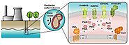 Protein Engineering of Electron Transfer Components from Electroactive Geobacter Bacteria