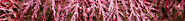 Buy Acers Japanese Maple Online : Plats Galore Online