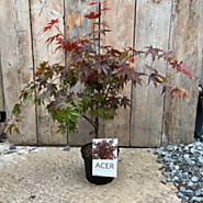 Buy Acer palmatum 'Atropurpureum' - Plants Galore Online