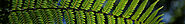 Plants Galore Gift Vouchers Online