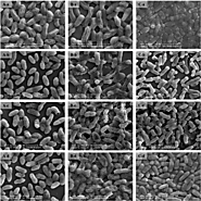 Gram-negative rod-shaped bacterium