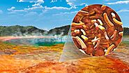 Environmentally Significant Bacterium:_Thermus aquaticus_