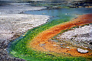 Ecological Role & Importance