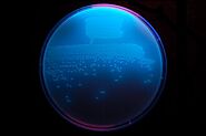 Website at https://en.wikipedia.org/wiki/Pseudomonas_fluorescens