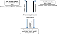 Pseudomonas fluorescens: a potential food spoiler and challenges and advances in its detection | Annals of Microbiolo...