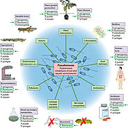 pseudomonas fluorescens ecological roles and importance - Search Videos