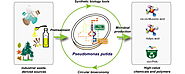 Applications & Benefits of Pseudomonas putida