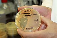 Identifying the Bacterium