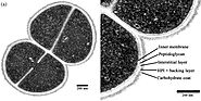 Bacterial Characteristics