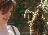 Sustainable Beekeeping | Beekeeping Courses | Natural Beekeeping Trust