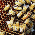 Royal Pains: Why Queen Honeybees Are Living Shorter, Less Productive Lives