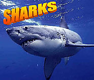 Shark Activities
