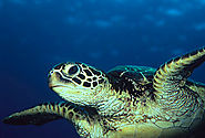 Green Sea Turtle Facts for Kids | Endangered Animals