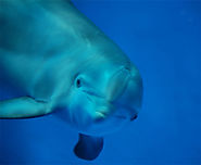 Bottlenose Dolphin Facts for Kids | Dolphin Photos