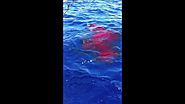 Daytime Swordfishing in Miami - Youtube