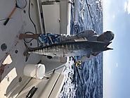 Miami Fishing Charters Swordfish