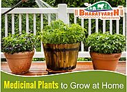 What are the Medicinal Plants to grow at home?