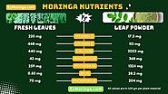 Moringa Benefits - Moringa Oleifera Leaf Powder, Tea, Oil