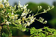 Moringa oleifera - Wikipedia