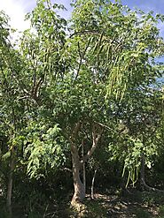 Moringa benefits for women