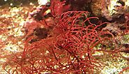 8 Amazing Health Benefits of Red Marine Algae