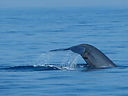 Whale Watching in Mirissa