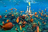Diving and Snorkeling at Unawatuna