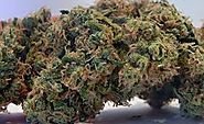 Best Marijuana Strains | Cannabis Strains Online | Medical Canna Store