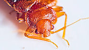 Bed bugs Toronto: 5 bed bug myths busted