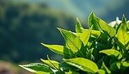 Ingredient No. 3: Green Tea Leaf