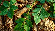 Ingredient No. 5: Korean Ginseng (To Boost Brain Function)