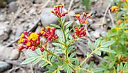 Ingredient No. 7: Berberine