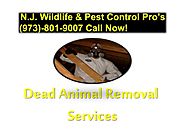 Dead Animal Removal Services