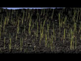Grass Growing Time Lapse HQ