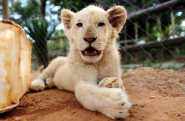The Lion Park in South Africa | Home